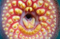 mouth of Sea Lamprey