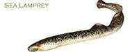 Sea Lamprey